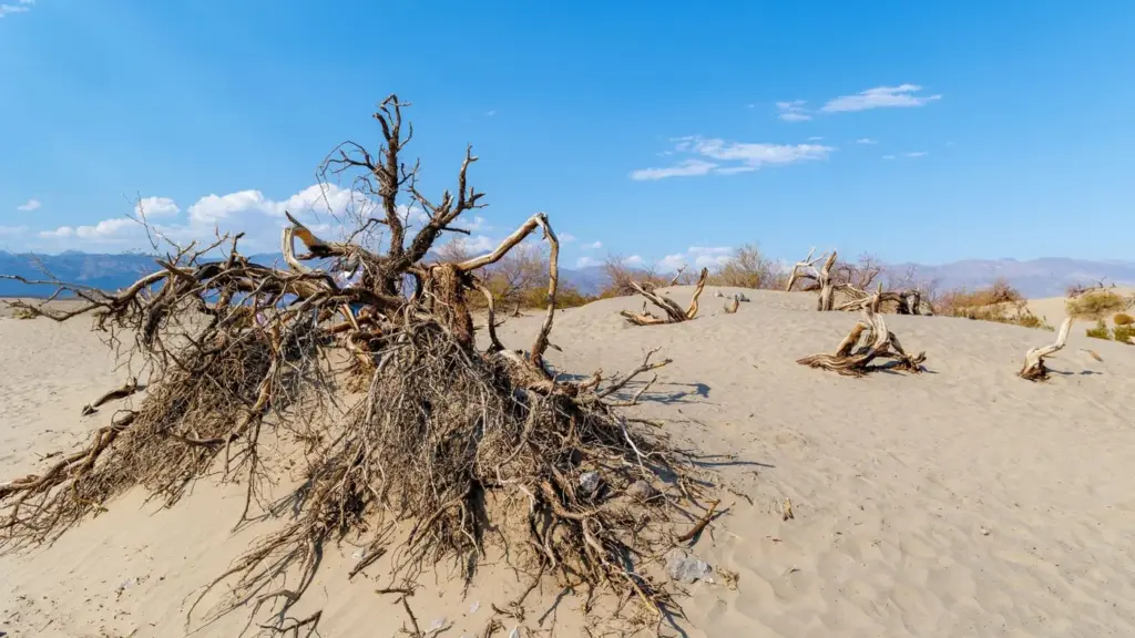 Mesquite-Holz in trockener Landschaft
